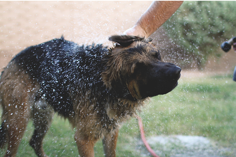 High speed photos of dogs shaking water off | KaraLayneAndCo.com