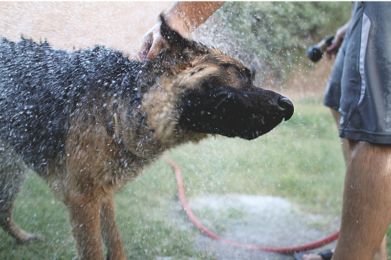 High speed photos of dogs shaking water off | KaraLayneAndCo.com