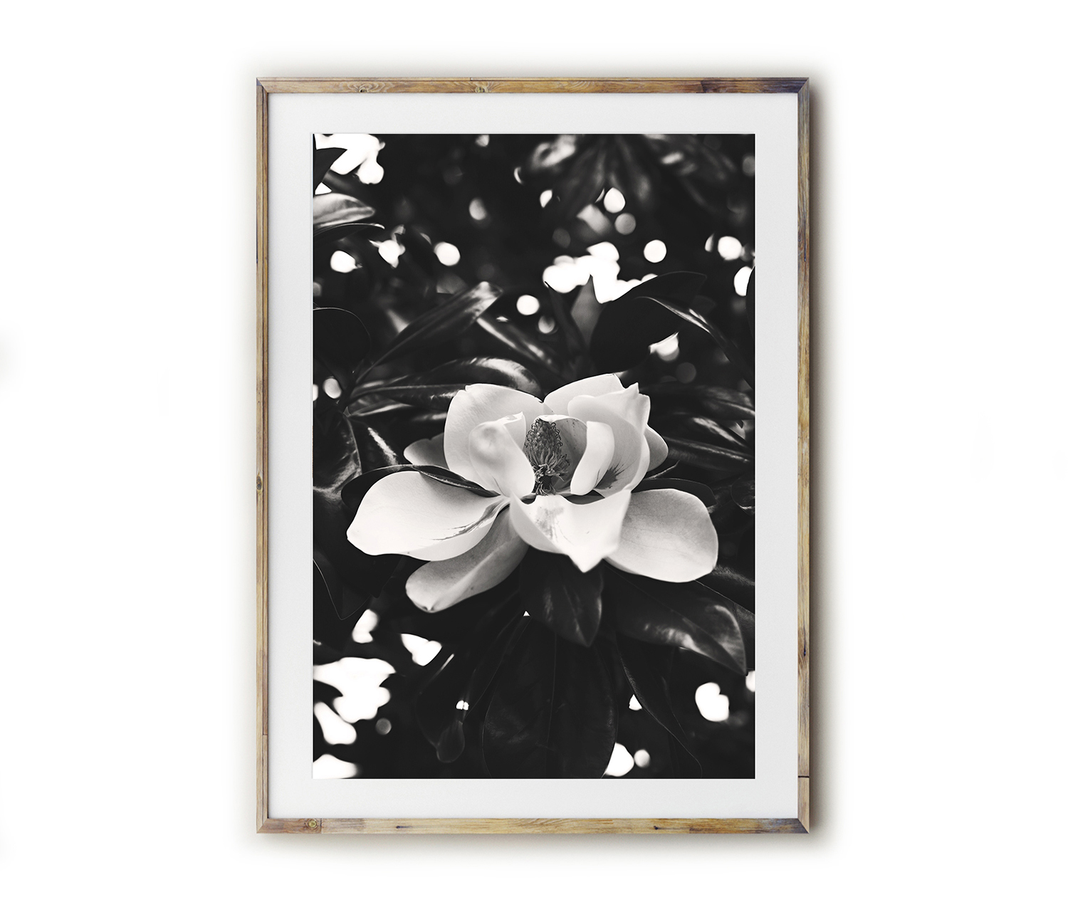 Fine art for the Southern home! Beautiful photography and typography prints created by Kara Layne now available to purchase from the Kara Layne Shop. Come and browse the collection and find something you love and enjoy it in your own home! #WallArtIdeas #ScenesOfTheSouth #SoutherLiving #ModernFarmhouseDecorIdeas #FineArtPrints #Magnolia #MagnoliaTree #MagnoliaBloom