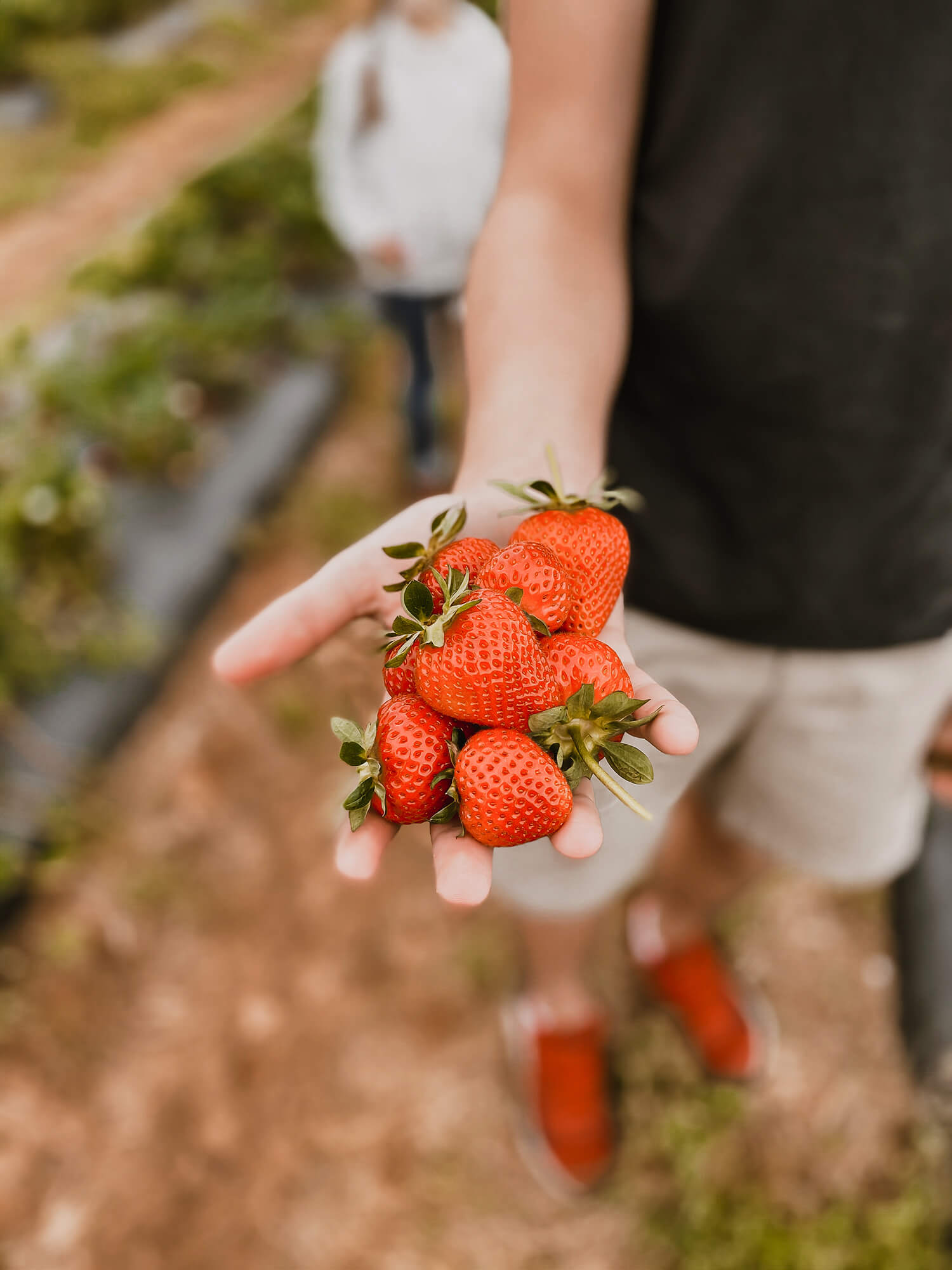 Strawberry picking in Nashville Tennessee and another edition of Casual Friday over on KaraLayne.com!