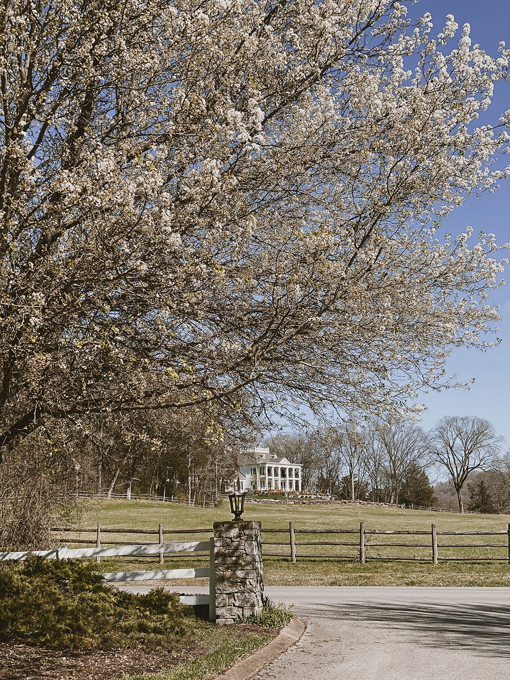 Spring time in Franklin Tennessee just outside of Nashville. The spring blossoms have bloomed and the country drives are a plenty.